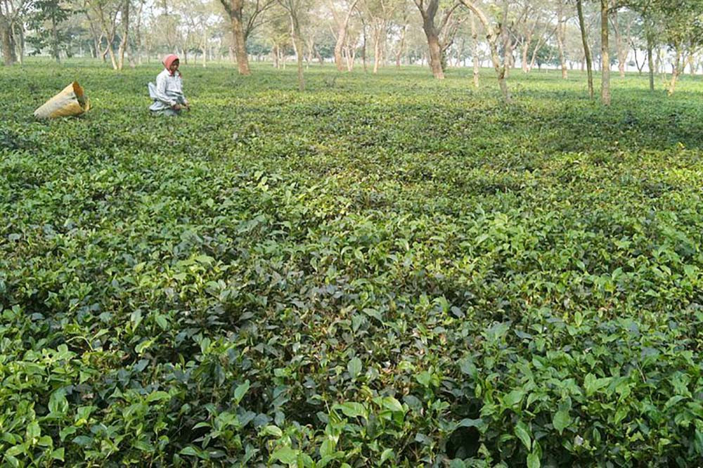 Koshi Province exports tea leaves worth Rs 2.6bn in first 3 months of current FY
